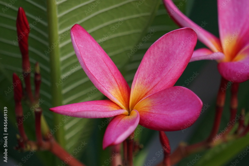 Fototapeta premium Beautiful frangipani flowers bloomed on the tree. Its scientific name is Plumeria.