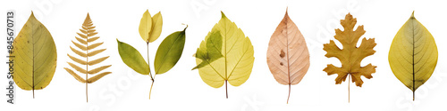 PNG various Autumn pressed leaf cut out element set