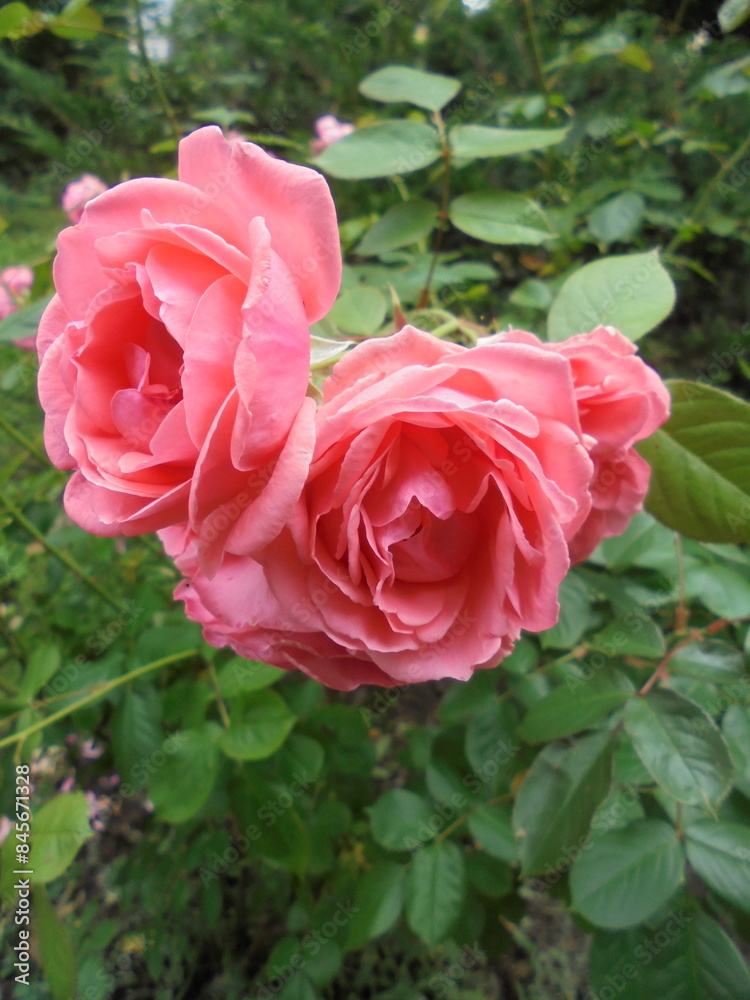 Obraz premium very beautiful flowering roses in the garden.