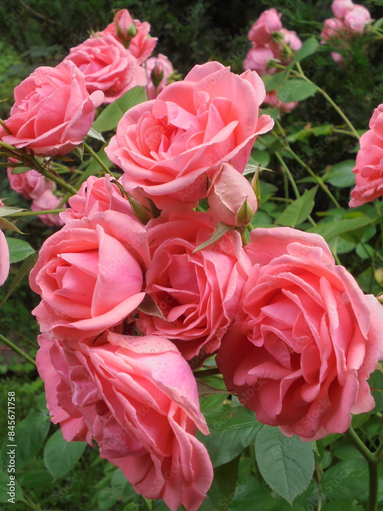 very beautiful flowering roses in the garden.