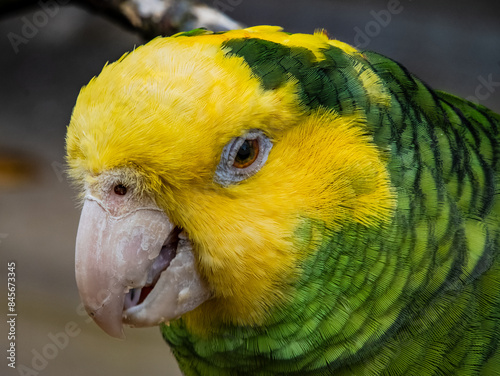 Yellow-naped Parrot (Amazona auropalliata). close up of a green feathered parrot, close up of green parrot eye with copy space photo