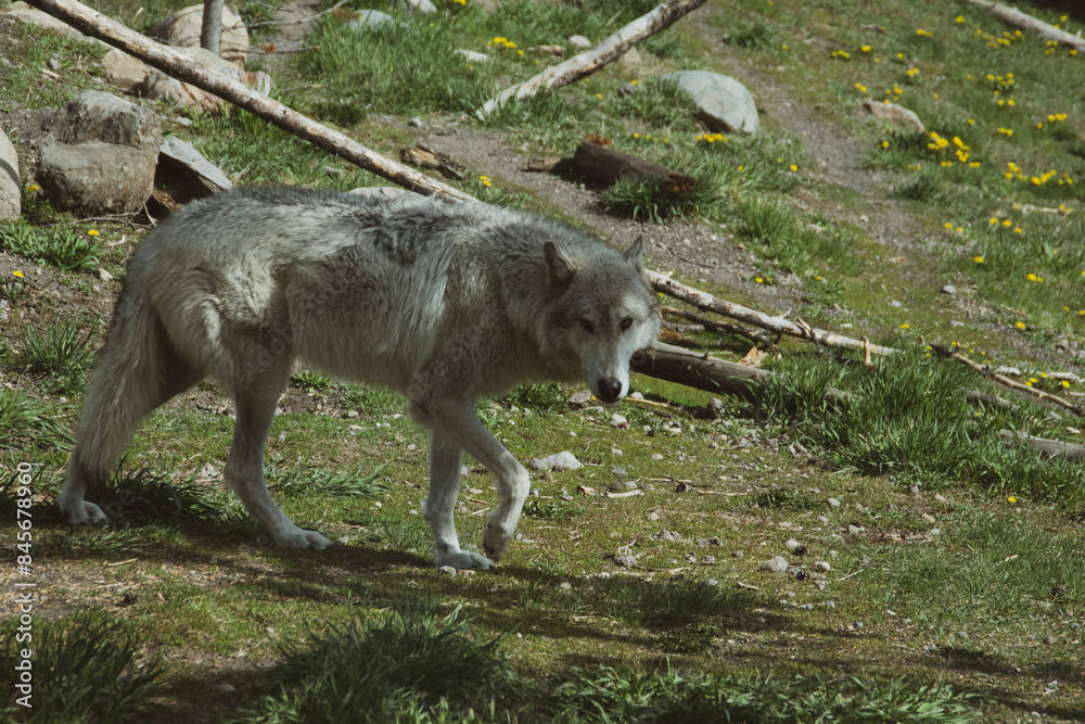 Image of a grey wolf walking in the shade. In the grizzle and wolf rescue center. Image of a grey wolf walking in the shade. In the grizzle and wolf rescue center.