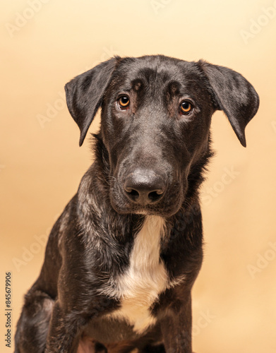 Little dog sitting on a brown background. Isolated studio shot. Cute face, brown eyes. vertical shot