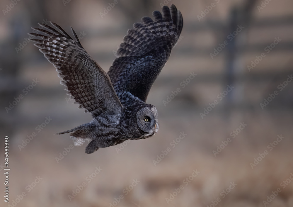Obraz premium A great gray owl in flight 