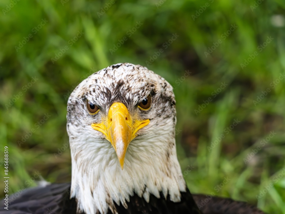 Obraz premium American bald eagle portrait. close-up view, its intricate feathers and distinctive yellow beak showcased against a softly blurred natural backdrop, evoking a sense of wild beauty.