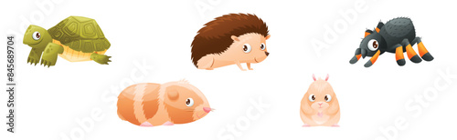 Cute Home Pet Animal with Turtle, Hamster, Hedgehog and Spider Vector Set