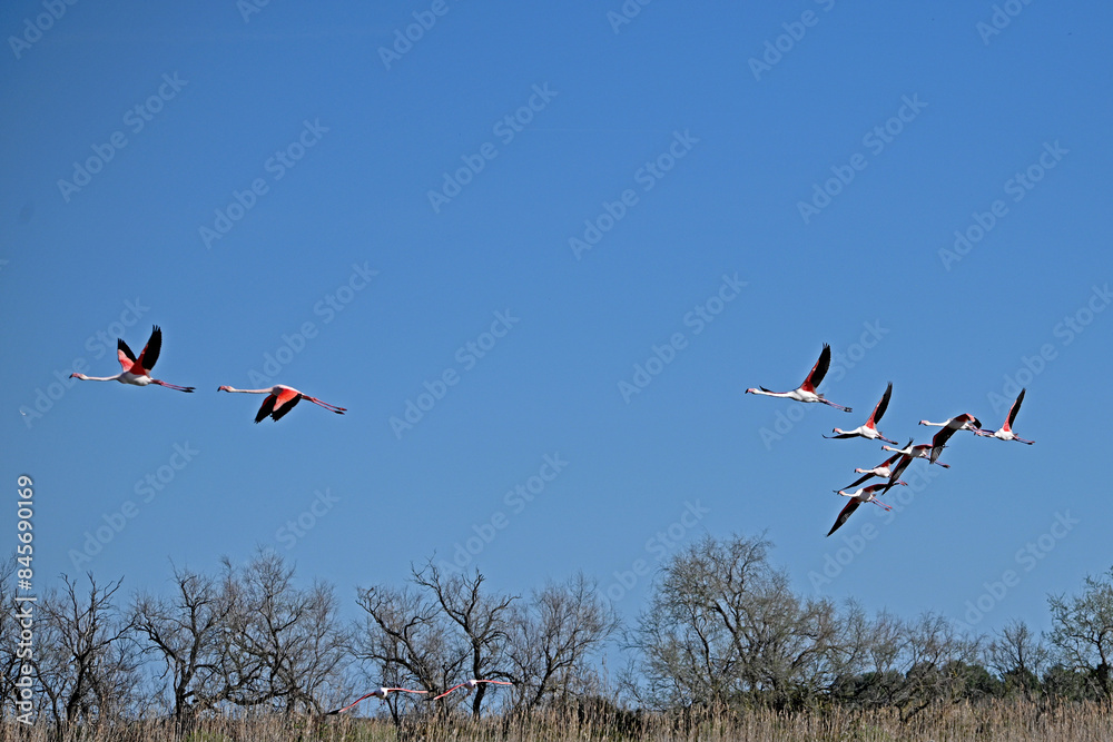 Obraz premium pink flamingos in flight against blue sky