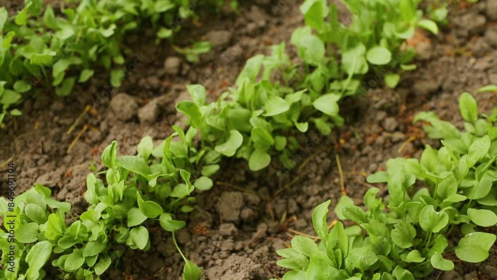 Young sorrel. Cultivation of sorrel. Young sorrel leaves. Young sorrel. Cultivation of sorrel. Young sorrel leaves.