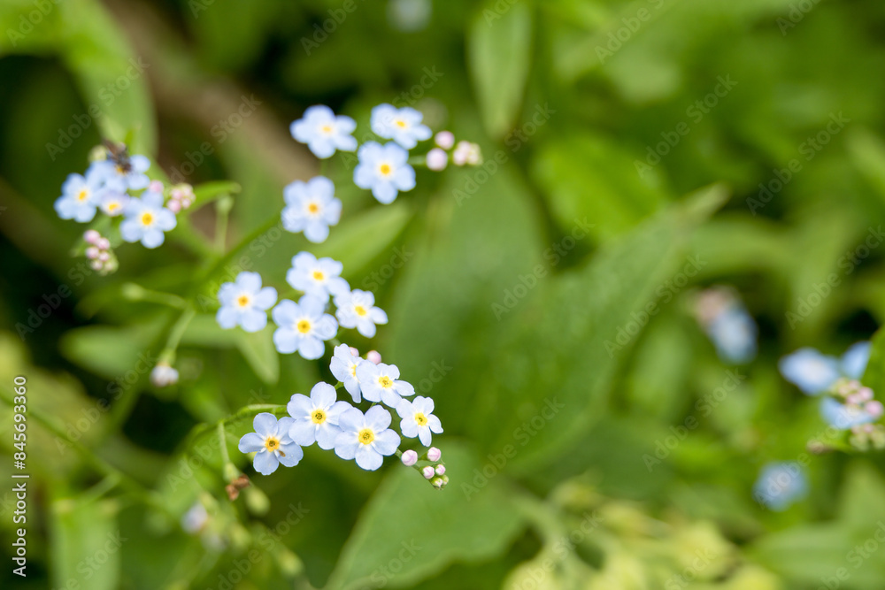 forget me nots a symbol of true love and respect forget me nots a symbol of true love and respect