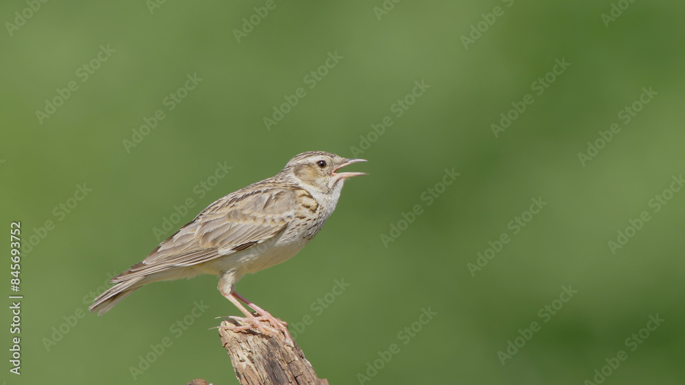 Woodlark or wood lark bird in spring forest Lullula arborea Woodlark or wood lark bird in spring forest Lullula arborea