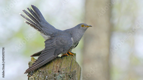 Common cuckoo birdin the spring forest, Cuculus canorus photo