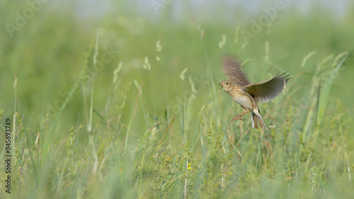 Eurasian skylark bird in flight, bird flying over spring field Alauda arvensis photo