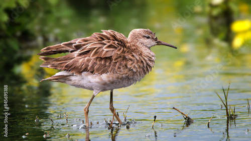 A bird (ruff) with fluffy feathers