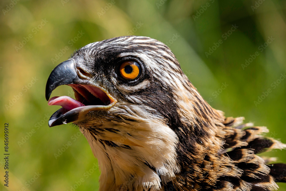 Naklejka premium Młody rybołów.