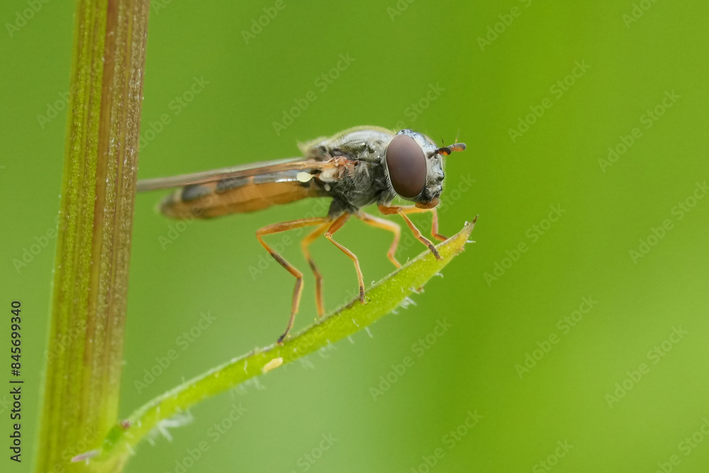 Closeup on a European Variable duskyface fly, Melanostoma mellinum, sitting in the vegetation Closeup on a European Variable duskyface fly, Melanostoma mellinum, sitting in the vegetation