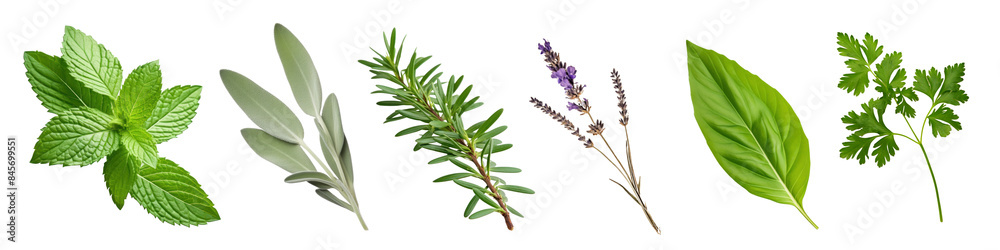 PNG green plant herbs leaf cut out element set PNG green plant herbs leaf cut out element set