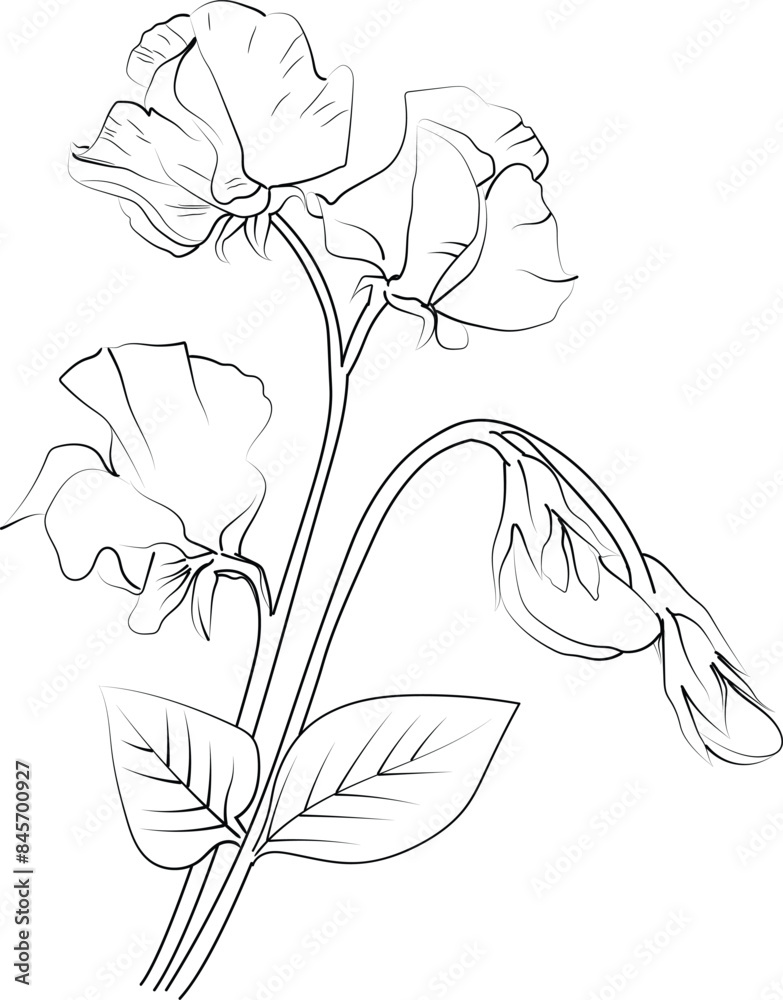 Sweet Pea Botanical Illustration Sweet Pea Vector Art Sweet Pea Line sweet-pea-botanical-illustration-sweet-pea-vector-art-sweet-pea-line