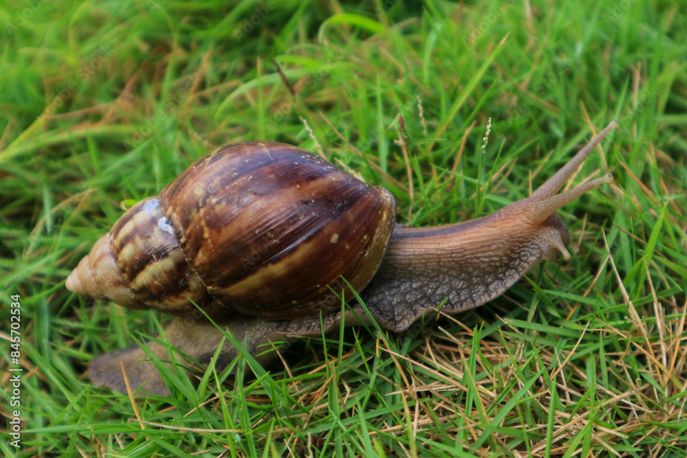 macro photography snail walking on green grass macro photography snail walking on green grass