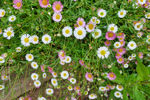 Fototapeta Naklejka Na Ścianę i Meble -  Close up of a newly opened white and pink daisies (Bellis perennis)
