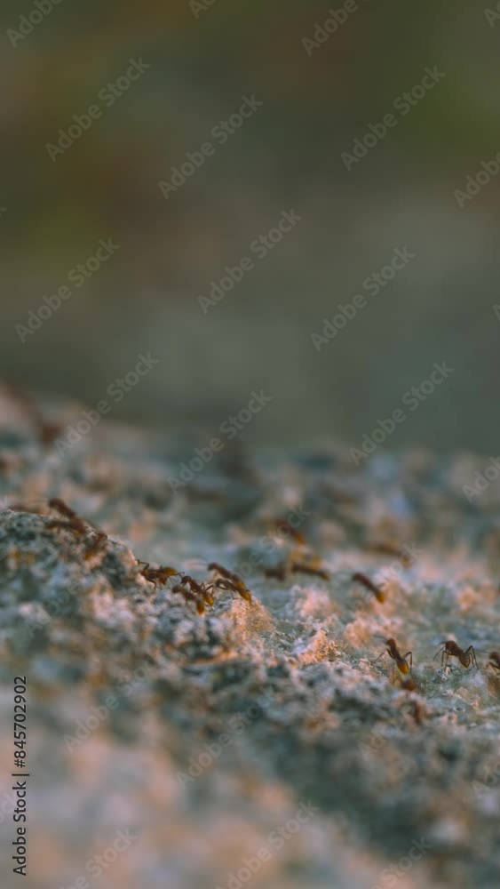 big red ants are crawling on the stones
big red ants are crawling on the stones