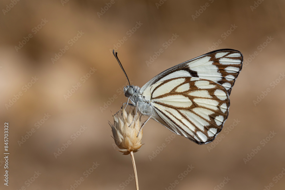 Obraz premium large white migratory butterfly, Brown-veined White, Belenois aurota