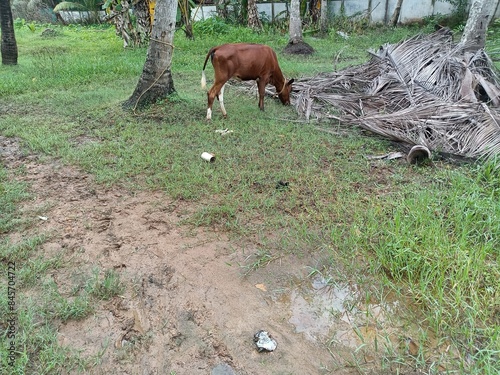 Cattle are large, domesticated, bovid ungulates widely kept as livestock. They are prominent modern members of the subfamily Bovinae and the most widespread species of the genus Bos.  photo