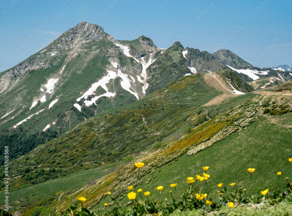 Fototapeta premium A landscape with green meadows and blooming flowers in the spring in the mountains.