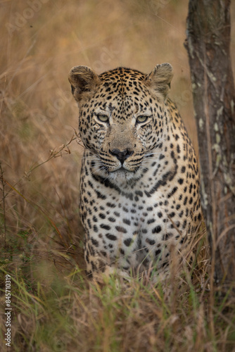 A beautiful male leopard standing in the dry grass looking into the camera, Greater Kruger.