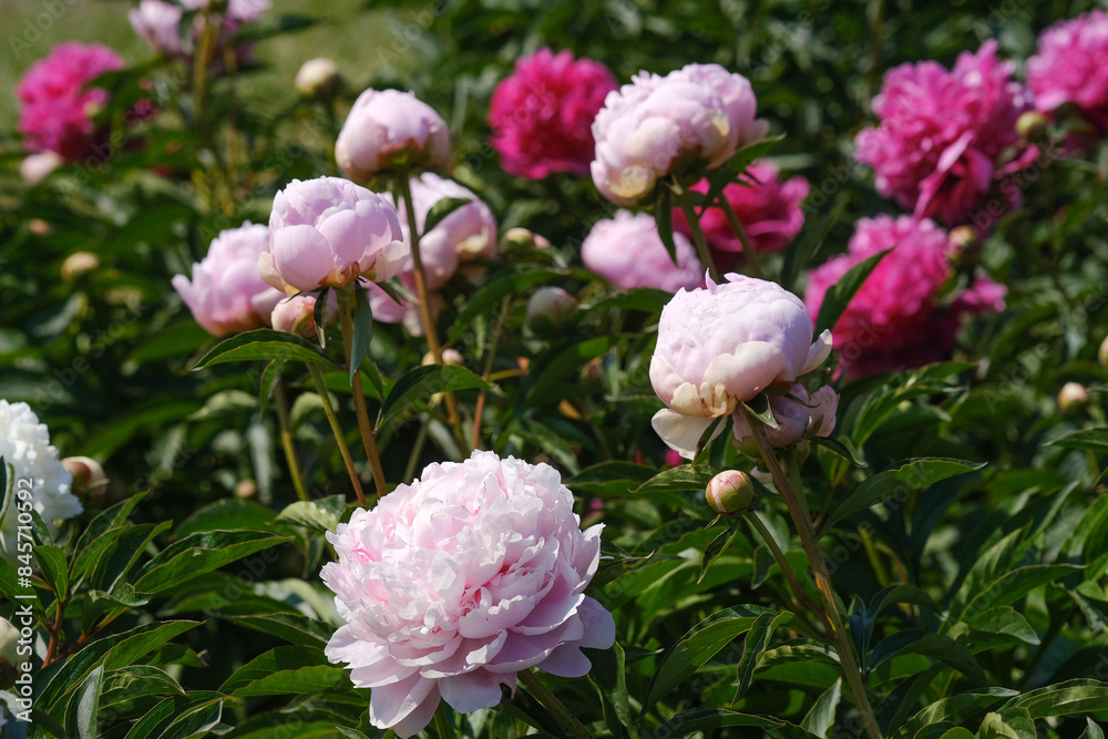 A group of pink and white peonies flowers bloom in a field under the sunlight A group of pink and white peonies flowers bloom in a field under the sunlight