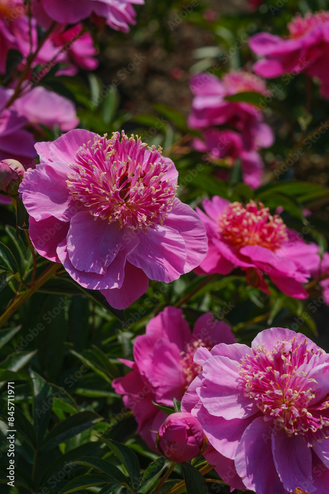 A collection of pink peony flowers scattered throughout the green grass