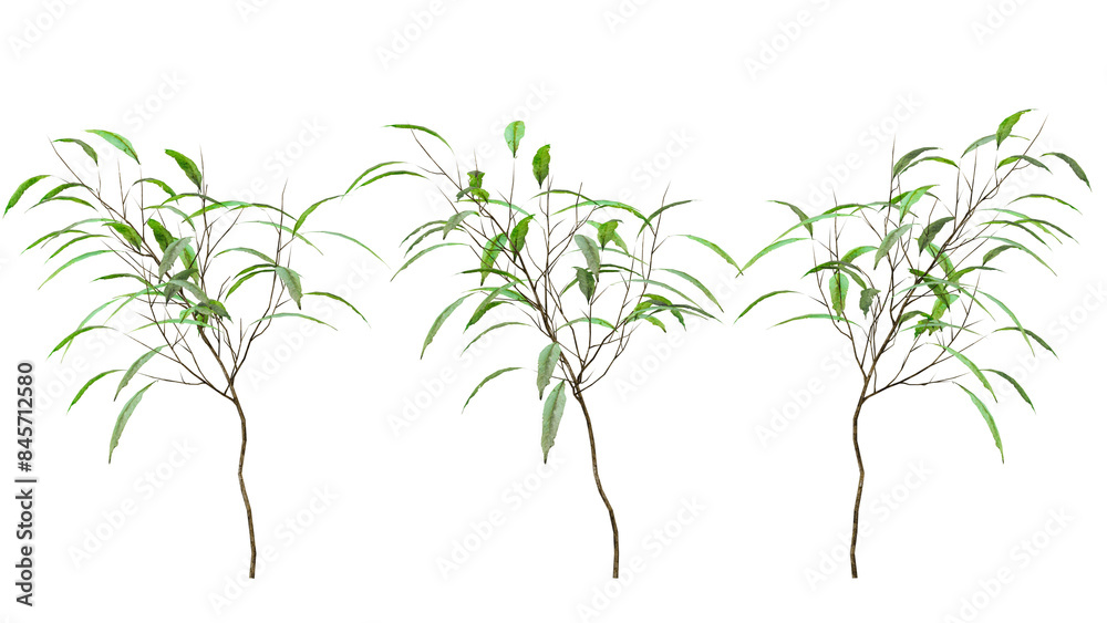 Fototapeta premium a sprig of tree
