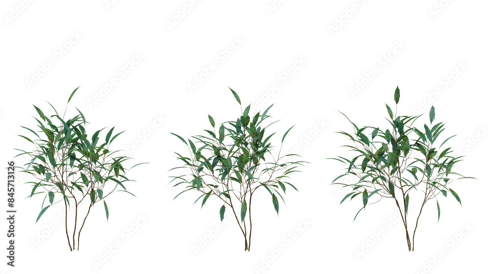 Fototapeta premium a sprig of tree