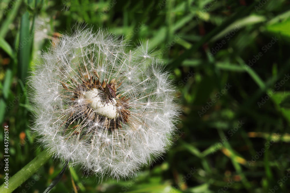 Beautiful dandelion. White dandelion flowers in green grass. Beautiful dandelion. White dandelion flowers in green grass.