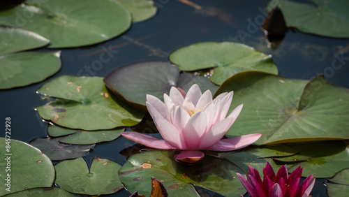 Pink Water Lily Blooming in Pond © Sandris Veveris