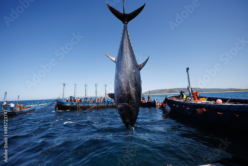 Atún rojo salvaje de Almadraba de Barbate 