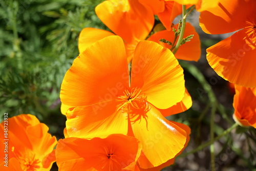 California poppy (Eschscholzia californica) a beautiful orange flower 