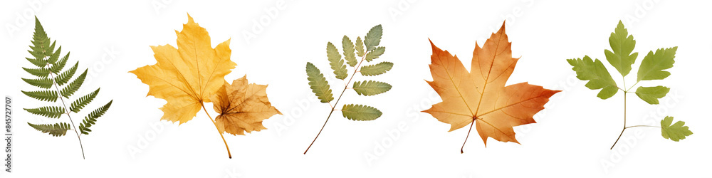 Fall pressed leaves png cut out element set Fall pressed leaves png cut out element set