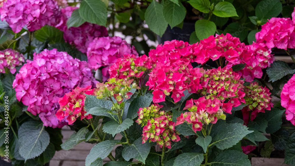 Pink and Purple Hydrangeas in Full Bloom Pink and Purple Hydrangeas in Full Bloom