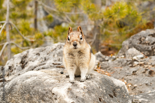 Colorado-Streifenhörnchen in Kanada: Ein niedliches Wildtier in seiner natürlichen Umgebung