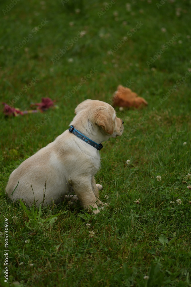 Labrador retriever puppy playing with toys on grass.
Labrador retriever puppy playing with toys on grass.