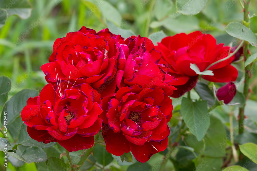 Blossoming red roses in Belgrade Blossoming red roses in Belgrade