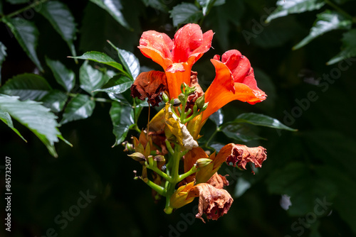 Blossoming and faded campsis in Belgrade