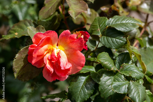 Blossoming red rose in Belgrade
