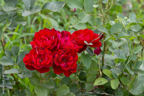 Blossoming red roses in Belgrade