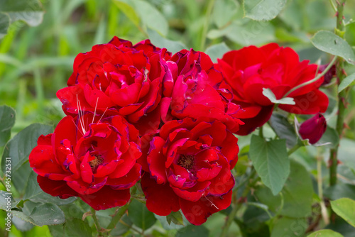 Blossoming red roses in Belgrade