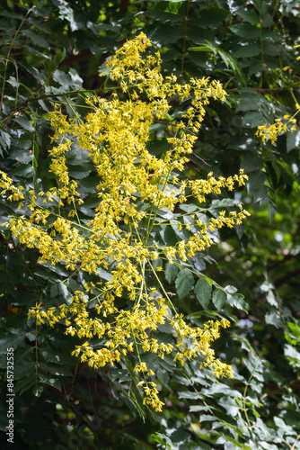 Flowers on Koelreuteria tree, Belgrade