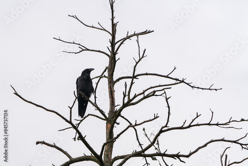 silhouette of a bird