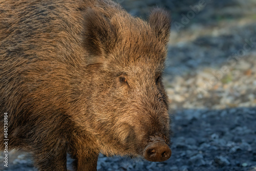 Wallpaper Mural Closeup of a wild boar Torontodigital.ca