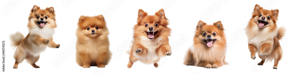 Obraz premium Adorable Pomeranian puppies posing happily png set