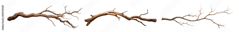 Natural dry tree branch illustration png set Natural dry tree branch illustration png set